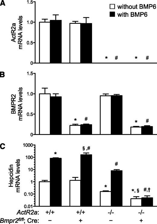 Figure 6. In mouse primary hepatocytes, deficiency of both ActR2a and BMPR2 markedly decreased basal hepcidin mRNA levels and blocked the ability of BMP6 to induce hepcidin gene expression. Hepatocytes were isolated from livers of ActR2a+/+;Bmpr2fl/fl, ActR2a+/+;Bmpr2fl/fl;Alb-Cre, ActR2a−/−;Bmpr2fl/fl, and ActR2a−/−;Bmpr2fl/fl;Alb-Cre mice. Two days later, cells were incubated without or with BMP6 (10 ng/ml) for 4 hours. RNA was extracted to measure the expression of the genes encoding ActR2a (A), BMPR2 (B), and hepcidin (C, with a logarithmic y-axis). ANOVAs P < .002; *P < .03 vs hepatocytes from ActR2a+/+;Bmpr2fl/fl mice, not stimulated with BMP6; §P < .003 vs hepatocytes from ActR2a+/+;Bmpr2fl/fl;Alb-Cre mice, not stimulated with BMP6; #P < .03 vs hepatocytes from ActR2a+/+;Bmpr2fl/fl mice, stimulated with BMP6; †P < .001 vs hepatocytes from ActR2a+/+;Bmpr2fl/fl;Alb-Cre mice, stimulated with BMP6.