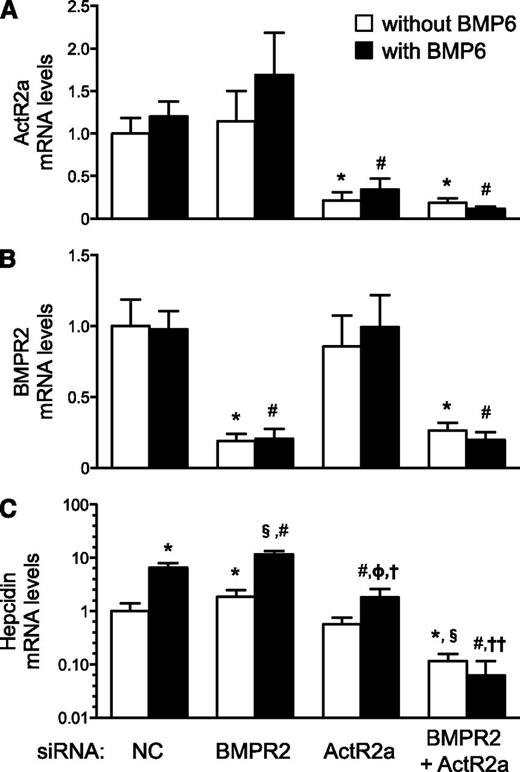 Figure 7. In human primary hepatocytes, depletion of both ActR2a and BMPR2 markedly decreased basal hepcidin mRNA levels and blocked the ability of BMP6 to induce hepcidin gene expression. Human primary hepatocytes were transfected with nontargeting siRNA (siNC) or siRNAs directed against BMPR2, ActR2a, or both. Forty-eight hours later, cells were stimulated without or with BMP6 (10 ng/mL) for 4 hours. RNA was extracted to measure the expression of the genes encoding ActR2a (A), BMPR2 (B), and hepcidin (C, with a logarithmic y-axis). ANOVAs P < .0001; *P < .007 vs siNC without BMP6; #P < .0002 vs siNC with BMP6; §P < .0001 vs siBMPR2 without BMP6; ΦP < .05 vs siActR2a without BMP6; †P < .0001 vs siBMPR2 with BMP6; ††P < .005 vs siBMPR2 and siActR2a, with BMP6.