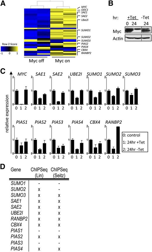 Figure 1. Transcriptional regulation of the SUMOylation pathway by Myc is mainly direct. (A) P493-6 B cells carry a Tet-repressible MYC gene.25 Upon Tet treatment, the expression of Myc is reduced to nearly undetectable levels, and following withdrawal of Tet, Myc levels are restored within hours. Shown is the transcript expression of the indicated components of the SUMOylation pathway upon Myc activation (GSE40782). (B) Myc immunoblotting upon incubation of P493-6 cells with Tet (24 hr) and subsequent washout (-Tet 24 hr). (C) qPCR analysis of the indicated transcripts in P493-6 cells. Labeling of x-axes: 0, 0 hours Tet; 1, 24 hours Tet; 2, 24-hour Tet withdrawal (n = 3). (D) To assess direct Myc regulation, 2 publicly available quantitative ChIP-seq analyses were consulted.35,36 Shown is a summary of direct Myc binding to E-box sequences. X indicates direct Myc target genes.