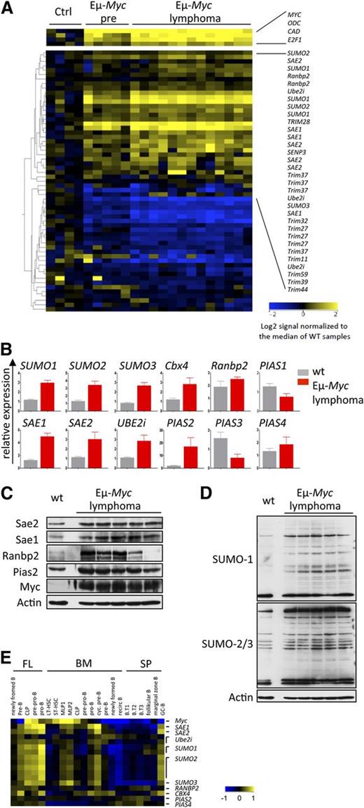 Figure 2. SUMOylation pathway activation and hyper-SUMOylation in Myc-induced murine B-cell lymphoma. (A) Myc alters the expression of critical SUMOylation genes. Expression profiling of genes encoding critical components of the SUMOylation pathway is shown. B220+ B cells from wt mice (ctrl, n = 4), premalignant Eµ-Myc mice (Eµ-Myc pre, n = 5), and Eµ-Myc lymphomas (n = 13) were used. For a complete list of analyzed genes, see supplemental Table 1. All probe sets shown exhibit a >twofold change. (B) qPCR analysis of total RNA isolated from wt B220+ B cells (wt, n = 3) and Eµ-Myc lymphomas (n = 3). (C) Immunoblotting of the indicated proteins comparing pooled wt (n = 7) B220+ B cells and individual Eµ-Myc lymphomas. (D) Immunoblot analysis using SUMO1 and SUMO2/3 antibody in pooled wt (n = 7) vs individual Eµ-Myc lymphomas. (E) SUMOylation pathway gene expression during B-cell development assessed by Affymetrix analysis (GSE15907, ImmGen). B cells from fetal liver (FL), bone marrow (BM), and splenic (SP) origin were analyzed. B.T1-3, transitional B cells; CLP, common lineage progenitor; LT-HSC, long-term hematopoietic stem cell; MLP, multilineage progenitor; ST-HSC, short-term hematopoietic stem cell.