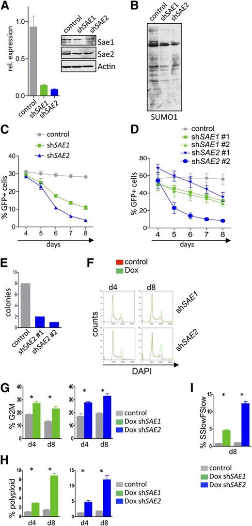 Figure 4. Interfering with the SUMOylation E1 ligase components SAE1 or SAE2 impairs proliferation and provokes G2/M arrest and polyploidy of Myc-induced lymphoma. (A) Human Raji BL cells carrying the ecotropic receptor were infected with retrovirus that expressed shRNAs directed against SAE1 or SAE2 and that also expressed a GFP reporter gene. Following GFP sorting for infected cells by flow cytometry, qPCR analyses (left) of the indicated transcripts and immunoblotting (right) of the indicated proteins were performed. (B) GFP-positive Raji cells from panel A were assessed for SUMO1 expression by immunoblotting. (C) Raji cells from panel A were followed for GFP expression in a competitive repopulation assay at the indicated time points (n = 3). (D) Eµ-Myc lymphoma cells were transduced with lentivirus expressing shRNAs targeting murine Sae1 and Sae2 or a scramble control shRNA. Cells were then followed for GFP positivity in a competitive repopulation assay by flow cytometry at the indicated time points (n = 3). (E) Colony-forming unit assay of GFP-sorted Eµ-Myc cells after knockdown of Sae2. A total of 2 × 104 cells were plated and colony number determined at day 10. (F-I) Human Raji BL cells engineered to express the ecotropic receptor and rtTA were transduced with retroviruses expressing Dox-inducible shRNAs targeting human SAE1 and SAE2 and the dsRed reporter gene, as well as a constitutively expressed GFP reporter. GFP-sorted cells were incubated for the indicated intervals with 1 µg/mL Dox. (F) Flow cytometric cell-cycle analysis measuring DAPI uptake (n = 3). (G) Quantification of polyploid cells (n = 3). (H) Quantification of cells in G2/M. (I) Forward scatter low/side scatter low as a measure of pycnotic cell death is shown (n = 3).