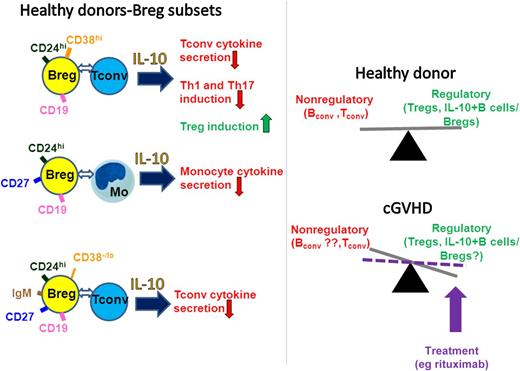 Breg subsets from healthy individuals are present within the CD19+CD24hiCD38hi, CD19+CD24hiCD27+, and IgM memory B-cell (current study) populations and inhibit immune responses in part through IL-10 and direct interactions with the target cells. In healthy individuals, there is a balance between regulatory (including Tregs and Bregs/IL-10–expressing B cells) and the nonregulatory immune compartments such as conventional (conv) B and T cells. The study by Khoder et al suggests that the balance between IL-10+ B cells and the nonregulatory cells is disturbed in severe cGVHD, but that it may be reset by treatments such as rituximab. Tconv, conventional T cells; Mo, monocytes.