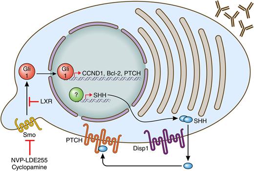 Myeloma plasma cells, as depicted by antibody secretion, produce SHH through an unknown mechanism. They can secrete it via Disp1 and then use it through their PTCH receptors to allow for activation of SMO (at a cilia) to activate Gli1. Gli1 regulates proliferation and survival through target genes CCND1 and Bcl-2 and activates a negative feedback loop through he activation of PTCH expression. Targeting the pathway can be achieved through SMO antagonists (cyclopamine, NVP-LDE255) or agonists of liver X receptors (LXRs). Professional illustration by Patrick Lane, ScEYEnce Studios.