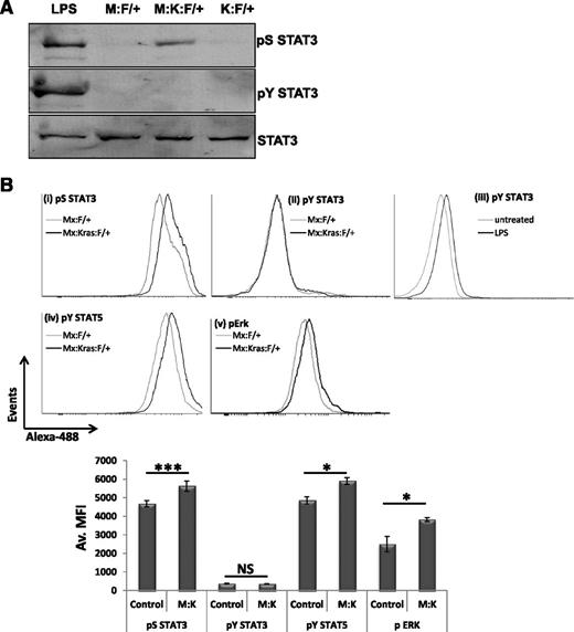 Figure 1. STAT3 is phosphorylated on S727, not Y705, in K-RasG12D-driven MPNs in vivo. STAT3-Flox mice of the following genotypes, Mx:STAT3F/+ (M:F/+), Mx:K-RasG12DLSL:F/+ (M:K:F/+), or K-RasG12DLSL:STAT3F/+ (K:F/+), were injected with a single 100-µg dose of poly(I:C). Mice were allowed to recover for 2 weeks before peripheral blood was collected, red blood cells lysed, and total leukocytes assessed for STAT3 phosphorylation on S727 (pS STAT3) or Y705 (pY STAT3) by immunoblotting (A). Antibody against total STAT3 served as a loading control. As a positive control for STAT3 phosphorylation, wild-type mice were injected with 30 µg of LPS 4 hours prior to harvesting peripheral blood leukocytes (LPS). (B) After 2 weeks of recovery following poly(I:C) injection, bone marrow was harvested from Mx:F/+ (Control) or Mx:K-Ras:F/+ mice (M:K) and expression of (i) pS727 STAT3, (ii) pY705 STAT3, (iv) pSTAT5, and (v) pERK was determined in lineage-negative, c-Kit+ cell populations by flow cytometery using phospho-specific antibodies. As a positive control for STAT3 Y705 phosphorylation (iii), mice were injected with 30 µg of LPS 4 hours prior to harvesting bone marrow. Pooled data from 3 animals for each genotype are plotted in the histogram showing the MFI ± standard deviation. Statistical significance was calculated using the Student t test. *P < .05, ***P < .001. MFI, mean fluorescence intensity.