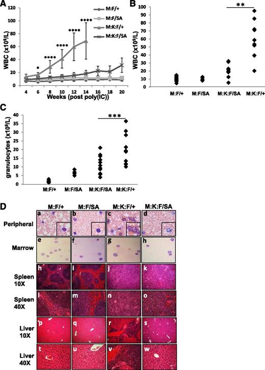 Figure 2. Blocking STAT3 S727 phosphorylation ameliorates K-RasG12D–driven MPNs. Control animals (M:F/+) lacking K-RasG12D, Mx:STAT3F/SA (M:F/SA), Mx:K-RasG12DLSL:STAT3F/+ (M:K:F/+), or MxK-RasG12DLSL:STAT3F/SA (M:K:F/SA) mice were injected with poly(I:C) and peripheral white blood cells enumerated every 2 weeks (A). Each point represents the mean of cohorts of 5 animals, with error bars representing 1 standard deviation from the mean. *P < .05 and ****P < .0001 for comparisons between the M:K:F/+ and M:K:F/SA cohorts (calculated by 2-way ANOVA with the Tukey multiple comparison test). On the day animals were sacrificed due to morbidity (week 14 for Mx:K-Ras:F/+) or at the end of the experiment in the case of all other cohorts (week 20), peripheral white blood cells (B) or granulocytes (C) were counted and plotted. Each point represents cell numbers from an independent animal. **P < .01 and ***P < .001 for comparisons between the M:K:F/+ and M:K:F/SA cohorts (1-way ANOVA with the Tukey multiple comparison test). (D) Animals were sacrificed and tissues collected for histological analysis (20 weeks post poly(I:C) injection for Mx:F/+, Mx:F/SA, Mx:K-Ras:F/SA; 14 weeks for Mx:K-Ras:F/+). The peripheral blood (subpanels a-d) and bone marrow smears (subpanels e-h) were prepared with Wright-Giemsa stain and imaged with a 60× objective (inset: 2× digital enlargement). Spleen (subpanels h-o) and liver sections (subpanels p-w) were stained with hematoxylin and eosin and imaged with a 10× or 40× objective, as indicated. ANOVA, analysis of variance.