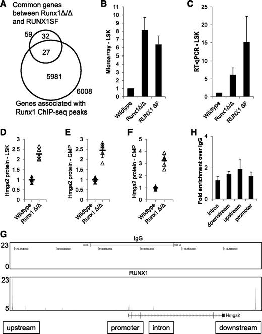Figure 2. Hmga2 is a RUNX1 target gene in HSPCs. (A) Venn diagram showing the overlap between the common differentially expressed genes in Runx1Δ/Δ and RUNX1SF HSPCs (n = 59)10 and the genes associated with RUNX1 ChIP-seq peaks. (B) Relative expression of Hmga2 in wild-type, Runx1Δ/Δ, and RUNX1SF HSPCs based on microarray data published in Matsuura et al.10 (C) Validation of upregulation of Hmga2 in microarray results by RT-qPCR using cDNA from wild-type, Runx1Δ/Δ, and RUNX1SF HSPCs. RNA extraction and RT-qPCR were performed from samples of at least 3 independent batches of mice. HMGA2 protein levels by intracellular flow cytometry are shown in (D) LSK, (E) GMP, and (F) CMP cell populations between wild-type and Runx1Δ/Δ mice (n = 5 each). (G) Location of RUNX1 ChIP-seq peaks relative to the Hmga2 gene locus on chromosome 10. IgG control and one RUNX1 ChIP-seq replicate are shown. (H) Confirmation of RUNX1 occupancy regions in relation to the Hmga2 gene locus by ChIP-qPCR. RUNX1 ChIP was compared relative to IgG ChIP and normalized to a negative control region. Data represent 3 replicates of ChIP followed by qPCR.