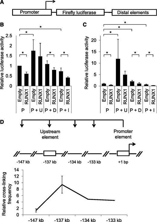 Figure 4. RUNX1 distal binding regions exert differential effects on Hmga2 expression. (A) Schematic of distal element-promoter luciferase constructs. The distal elements being tested are the RUNX1-binding regions that are downstream, upstream, and in the intron of the Hmga2 locus. Distal element sequences were cloned downstream of the Hmga2 promoter in the promoter-luciferase constructs. (B) These constructs were cotransfected with empty vector (Control) or with RUNX1 and CBFβ (designated as RUNX1) expression constructs into NIH3T3 cells. Luciferase activity was performed 24 hours after transfection, and error bars indicate standard deviation from 4 biological replicates. (C) The same experiment as described in (B) was performed using U937 cells. Luciferase activity was performed 24 hours after transfection, and error bars indicate standard deviation from 3 biological replicates. For (B) and (C), Promoter alone is designated as “P,” Promoter + Upstream is “P + U,” Promoter + Downstream is “P + D,” and Promoter + Intron is “P + I.” (D) Diagram and chart showing enrichment of interaction between the promoter and upstream element (located at approximately −139 kb upstream) as demonstrated by 3C-qPCR assay, which was performed using EML cells. Data shown are average of 2 independent 3C assays and error bars indicate standard deviation. *P < .05.