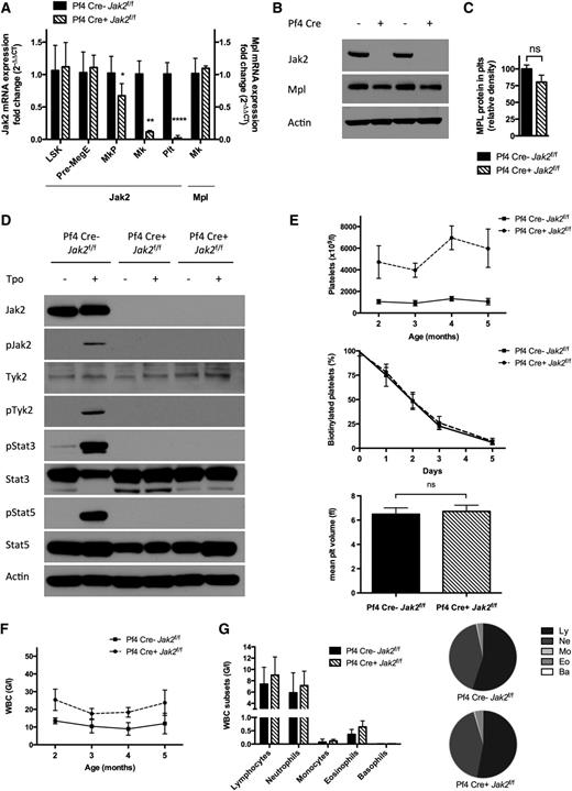 Figure 1. Jak2 loss in PLTs and MKs of Pf4-Cre–positive Jak2f/f mice results in a thrombocytosis phenotype. (A) Jak2 mRNA expression is abolished in PLTs and MKs, and reduced in MKPs (mean reduction 33%, P = .029) of Pf4-Cre–positive (Pf4 Cre+) Jak2f/f mice, whereas it is preserved in Pre-MegE and LSK cells, consistent with Jak2 loss in late megakaryo-/thrombopoiesis. Mpl mRNA expression is unchanged in MKs of Pf4-Cre–positive Jak2f/f mice (n = 3 to 6 mice per group and population). (B) Jak2 protein is absent in PLTs of Pf4-Cre–positive Jak2f/f mice and intact in Pf4-Cre–negative Jak2f/f littermate controls, while the TPO receptor Mpl is expressed. (C) Mpl protein expression in PLTs, as assessed by densitometry of Western bands is slightly reduced (P > .05). (D) PLTs devoid of Jak2 in Pf4-Cre–positive Jak2f/f mice are not reactive to stimulation with TPO (100 ng/ml) with inactive Stat3 and Stat5, whereas Jak signaling is activated in Pf4-Cre–negative Jak2f/f littermate controls. Tyk2 remains inactive in the absence of Jak2. (E) Elevated PLTs with unaffected survival and volume in Pf4-Cre–positive Jak2f/f mice, as compared with littermate controls demonstrate the dispensability of PLT Jak2 signaling for the production of PLTs (n = 5 to 17 mice per group and time-point). (F) WBC count is slightly elevated in Pf4-Cre–positive Jak2f/f mice. (G) Elevated WBCs are due to a proportionate expansion of all leukocyte subsets with a subtle relative disadvantage of lymphocytes in Pf4-Cre–positive Jak2f/f mice. Results are representative of at least 2 independent experiments and shown as mean ± SEM. *P < .05; **P < .01; ****P < .0001.
