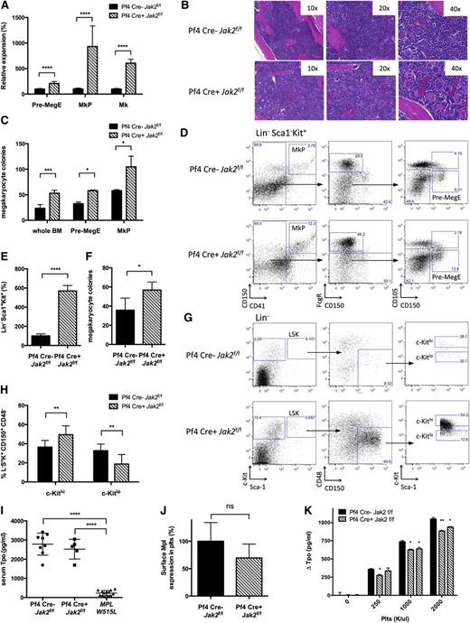 Figure 2. Cell non-autonomous expansion of stem/progenitor cells and LSK bias toward megakaryopoiesis in Pf4-Cre–positive Jak2f/f mice. (A) MKs, MKPs, and Pre-MegE are expanded in Pf4-Cre–positive (Pf4 Cre+) Jak2f/f mice as assessed by flow cytometry according to Pronk et al21 (n = 3 to 12 mice per group and population). (B) Megakaryocytic expansion is highlighted by hematoxylin and eosin stained bone marrow. (C) Formation of MK colonies from 0.5 × 105 whole bone marrow cells, 3000 sorted Pre-MegE or 3000 sorted MKP is increased in Pf4-Cre–positive Jak2f/f mice. (D) Flow cytometry gating scheme for megakaryocyte progenitors according to Pronk et al.21 (E) LSK cells are expanded in Pf4-Cre–positive Jak2f/f bone marrow analogous to Pre-MegE and MKP (n = 5 to 11 mice per group). (F) Formation of MK colonies from 3000 sorted LSK cells is increased in Pf4-Cre–positive Jak2f/f mice. (G) Flow cytometry gating scheme for MK-primed LSK subsets based on c-Kit surface expression analogous to Shin et al.26 (H) LSK CD150+CD48− HSCs are skewed toward MK-primed HSCs (c-Kithi) in Pf4-Cre–positive Jak2f/f mice. (I) Serum TPO is maintained at high steady state levels despite thrombocytosis in Pf4-Cre–positive Jak2f/f mice, while serum TPO is reduced in thrombocythemic mice with the MPLW515L allele and intact Jak229 (n = 5 to 13 mice per group). (J) Surface Mpl expression in PLTs as shown by flow cytometry is slightly reduced (P > .05, n = 4 to 10 mice per group). (K) TPO uptake by PLTs of Pf4-Cre–positive Jak2f/f mice, as reflected by TPO depletion of media incubated with purified PLTs, is compromised as compared with littermate controls. Results are representative of at least 2 independent experiments and shown as mean ± SEM. *P < .05; **P < .01; ***P < .001; ****P < .0001.