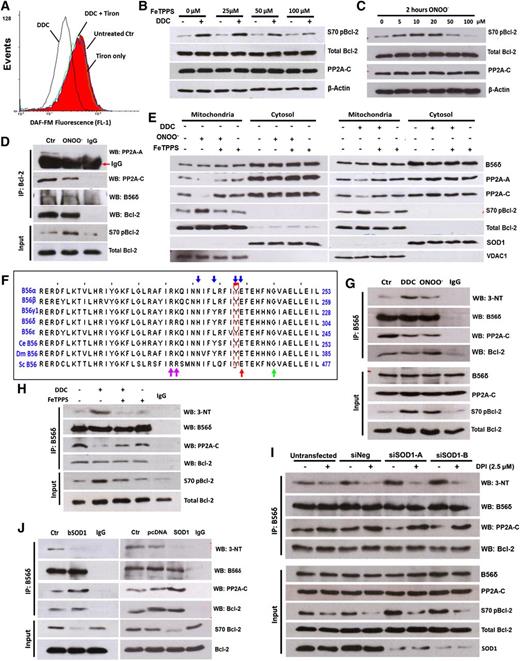 Figure 4. ONOO− is downstream of O2− in the inhibition of PP2AB56δ holoenzyme assembly. (A) Intracellular NO was measured in DDC-treated Jurkat cells using a NO-sensitive probe, DAF-FM. (B) Jurkat cells were pretreated with FeTPPS for 1 hour, followed by DDC treatment, and then IB for the indicated proteins. (C) S70pBcl-2 status was assessed in Jurkat cells after a 2-hour treatment with the indicated concentrations of ONOO−. (D) Jurkat cells were treated with 10 μM ONOO− for 2 hours and harvested for co-IP assay with Bcl-2 as bait. (E) IB analysis of mitochondrial fractions from Jurkat cells preincubated with 100 μM FeTPPS followed by DDC or ONOO− treatment. (F) Multiple sequence alignment of B56 regulatory subunits of both mammalian and nonmammalian origin. The nitration-prone tyrosine residue (Y) identified in B56 family members is boxed in red. Blue arrows denote residues that are implicated in the interaction of B56 subunits with PP2A-A.28 Adjacent residues proposed to predispose a tyrosine residue toward nitrative modification process are indicated by red, green, and purple arrows (refer to supplemental Figure 5C for details). Multisequence alignment analysis was performed via Jalview 2.7. (G-H) Lysates from DDC (with or without FeTPPS pretreatment) and ONOO−-treated Jurkat cells were IP using anti-B56δ Ab and IB for 3-NT and other indicated proteins. (I) Twenty-four hours after SOD1 silencing, Jurkat cells were treated with 2.5 μM DPI for an additional 24 hours and harvested for co-IP analysis using the indicated Abs. (J) Lysates from bSOD1 treated (16 hours, 1 kU) or SOD1-overexpressing Jurkat cells were IP using anti-B56δ Ab and IB for 3-NT and other indicated proteins.