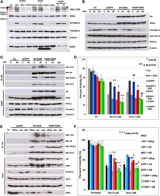 Figure 5. Inhibition of PP2AB56δ by O2− is mediated by the nitration of B56δ at Y289. (A) Nitration status of B56δY289 (denoted as 3NO2-Y289) was evaluated in Jurkat cells subjected to the indicated treatments using a custom-made Ab raised in rabbits immunized with peptides containing nitrated B56δY289. The detected protein band migrates at a similar rate as endogenous B56δ on sodium dodecyl sulfate-polyacrylamide gel electrophoresis. Nitration of B56δ did not appear to alter the migration rate of B56δ because only a single band was detected by B56δ antibody. (B) Jurkat cells expressing WT-B56δ or Y289F-B56δ were treated with DDC for 4 or 8 hours and then lysates were IB for the indicated proteins. pCEP4, empty vector. (C) Jurkat cells expressing WT-B56δ or Y289F-B56δ were treated with 8 hours DDC, lysed, IP using anti-HA Ab, and IB for the indicated proteins. (D) WT-B56δ– or Y289F-B56δ–expressing Jurkat cells were pretreated for 1 hour with DDC and then treated with either 2.5 μM Eto or 1 μM Doxo for 18 hours. Cell viability was assessed via MTT assay thereafter. (E) Jurkat cells were transfected with first with SOD1-targeted siRNA (siA or siB), and 24 hours later, with plasmids expressing WT-B56δ or Y289F-B56δ. Twenty-four hours later, lysates were subjected to co-IP analysis as in panel C. (F) Jurkat cells were subjected to the same transfection procedures as in panel E, followed by 18 hours of Eto (2.5 μM) or Doxo (1 μM) treatment. Cell viability was then assessed via MTT assay.