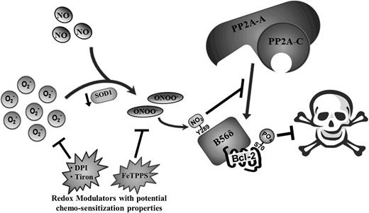 Figure 7. Schematic summary of molecular events underlying O2−-mediated induction of S70pBcl-2 upon the downregulation of SOD1 in tumor cells. Augmented level of intracellular O2− as a result of SOD1 inhibition/downregulation could lead to an increase in the formation of ONOO− and the eventual tyrosine nitration of B56δ. This in turn inhibits the recruitment of PP2A-AC core subunits to Bcl-2, resulting in the accumulation of S70-phosphorylated Bcl-2 and the further inhibition of apoptotic stimuli. Redox modulators such as DPI, tiron, and FeTPPS may harbor the potential as chemosensitization agents by suppressing the levels of O2− or ONOO− in tumor cells.