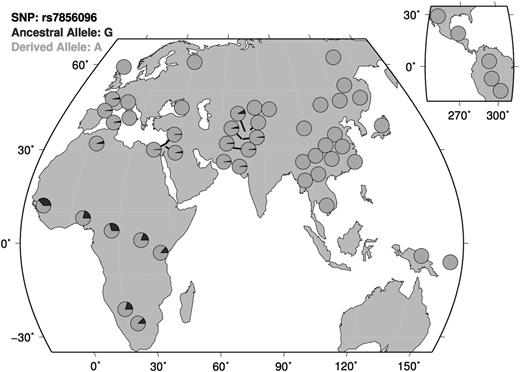 Figure 3. Distribution of associated risk allele across diverse populations. The risk allele, which is the ancestral allele, is most prevalent on the African continent. Map generated using Human Genome Diversity Project (HGDP) data through the HGDP Selection Browser.34,35