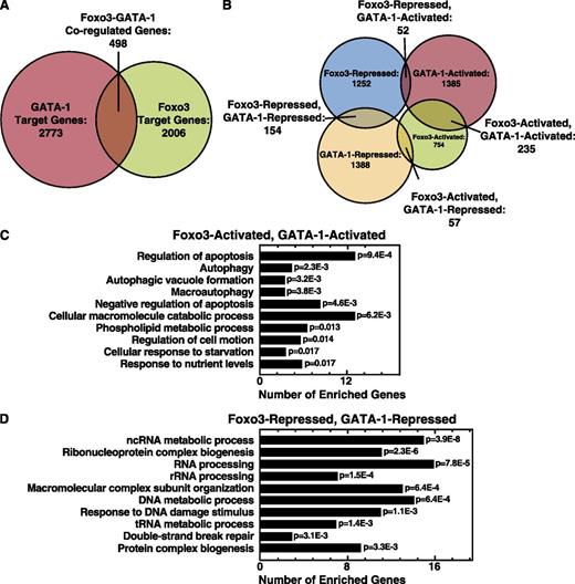 Figure 1. GATA-1/Foxo3-dependent genetic network. (A) Venn diagrams depicting genes regulated uniquely or coregulated by GATA-1 and Foxo3. (B) Venn diagrams demonstrating relationships between GATA-1– and Foxo3-activated and -repressed genes. (C) Gene ontology analysis of GATA-1/Foxo3-coactivated genes. (D) Gene ontology analysis of GATA-1– and Foxo3-corepressed genes. The top 10 gene ontology categories are displayed and ordered by P value. Redundant gene ontology categories were curated and removed.