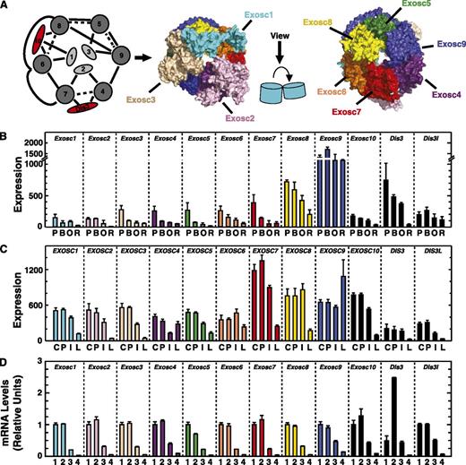 Figure 3. Repression of exosome-complex component expression during erythroid maturation. (A) Schematic diagram and crystal structure of the human exosome complex.26 Solid line, direct interactions; dashed line, indirect interactions; red, associated components with catalytic activity. (B) Expression profile of mRNA levels for exosome complex components in primary mouse bone marrow erythroblasts during distinct maturation stages mined from the Erythron DB.29 P, proerythroblast; B, basophilic erythroblast; O, orthochromatic erythroblast; R, reticulocyte. (C) Expression profile of mRNAs encoding exosome-complex components during primary human erythroid differentiation mined from the Human Erythroblast Maturation (HEM) Database.30 C, colony-forming unit-erythroid (CFU-E); P, proerythroblast; I, intermediate-stage erythroblast; L, late-stage erythroblast. (D) Expression profile of mRNAs encoding exosome-complex components during ex vivo differentiation of primary mouse fetal liver–derived erythroid precursor cells. 1, R1 population: progenitor cells; 2, R2 population: proerythroblasts and early basophilic erythroblasts; 3, R3 population: early and late basophilic erythroblasts. 4, R4/5 population: polychromatophilic, orthochromatic erythroblasts, and reticulocytes.