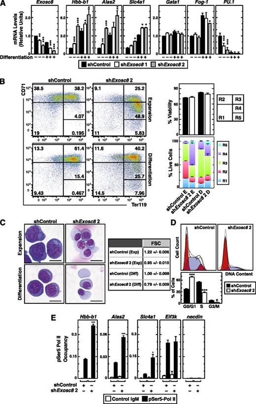 Figure 4. Exosc8-dependent barrier to erythroid maturation. (A) Real-time RT-PCR analysis of Exosc8 and selected GATA-1 target gene mRNA levels in control vs Exosc8 knockdown primary murine erythroid precursor cells cultured under expansion (–) or differentiation conditions (+) (mean ± SE; 3 independent experiments). Values were normalized to 18S rRNA expression and the expression is shown relative to control shRNA under expansion conditions. (B) Flow cytometric quantitation of erythroid developmental stage by CD71 and Ter119 staining upon Exosc8 knockdown in primary erythroid precursor cells. Representative flow cytometry data, with the R1-R5 gates denoted from 3 independent experiments. The percentage of live cells from each condition and the cell populations in R1-R5 stages (mean ± SE; 3 independent experiments). E, expansion; D, differentiation. (C) Representative images of Wright-Giemsa staining in control vs Exosc8 shRNA–infected primary erythroid precursor cells cultured in expansion or differentiation media (scale bar = 10 µm) and quantitation of cell size by measuring forward scatter using flow cytometry. (D) Flow cytometric cell-cycle analysis of primary erythroid precursor cells infected with retrovirus expressing control or Exosc8 2 shRNA. Representative cell-cycle profile is shown from 3 independent experiments. The percentage of the cell population in each cell-cycle stage is from 3 independent experiments (mean ± SE). Blue, S phase; red, G0/G1 or G2/M phase. (E) Quantitative ChIP analysis of serine 5-phosphorylated RNA Polymerase II occupancy at Exosc8-regulated GATA-1 target and control genes in control and Exosc8-knockdown primary murine erythroid precursor cells (mean ± SE; 3 independent experiments). *P < .05, **P < .01, ***P < .001.