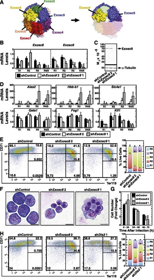 Figure 5. Evidence that the exosome complex creates a barrier to erythroid maturation. (A) Crystal structure of the human exosome complex26 demonstrating the interaction between Exosc8 and Exosc9. (B) Real-time RT-PCR analysis of Exosc8 and Exosc9 mRNA levels in control vs Exosc8 or Exosc9 knockdown in expanding primary murine erythroid precursor cells sorted into distinct, R1, R2, R3, and R4/5 cell populations (mean ± SE; 5 independent experiments). Values were normalized to 18S rRNA level and the expression relative to the control R1 shRNA condition. (C) Semiquantitative western blot analysis of Exosc9 protein in expanding primary murine erythroid precursor cells 24 hours postinfection with Exosc8- or Exosc9-specific shRNA retroviruses. Representative image from 3 independent experiments. (D) Real-time RT-PCR analysis of selected GATA-1 target genes and erythroid transcription factors mRNA levels in control vs Exosc8 or Exosc9 knockdown in expanding primary murine erythroid precursor cells sorted into distinct, R1, R2, R3, and R4/5 cell populations (mean ± SE; 5 independent experiments). Values were normalized to 18S rRNA level and the expression relative to the control R1 shRNA condition. (E) Flow cytometric quantitation of erythroid maturation stage by CD71 and Ter119 staining upon Exosc8 or Exosc9 knockdown in primary erythroid precursor cells. Representative flow cytometry data, with the R1-R5 gates denoted from 4 independent experiments. The percentage of the cell populations in R1-R5 stages (mean ± SE; 4 independent experiments). (F) Representative images of Wright-Giemsa–stained cells infected with control vs Exosc8 or Exosc9 shRNA-expressing virus. Cells were cultured under expansion conditions (scale bar = 10 µm). (G) Cell number fold change during the 72-hour expansion of primary murine erythroid precursor cells postinfection with control, Exosc8, or Exosc9 shRNA-expressing retroviruses (mean ± SE; 8 independent experiments). (H) Flow cytometric quantitation of erythroid maturation stage by CD71 and Ter119 staining upon Exosc8 or Dis3 knockdown in primary erythroid precursor cells. Representative flow cytometry data, with the R1-R5 gates denoted. The percentage of the cell populations in R1-R5 stages (mean ± SE; 6 independent experiments. *P < .05, **P < .01, ***P < .001.