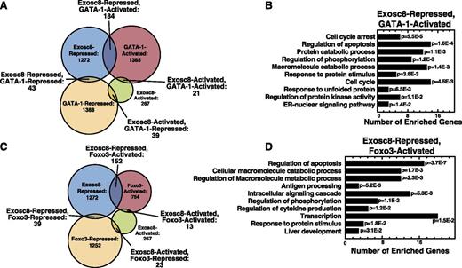 Figure 6. GATA-1/Foxo3/Exosc8 coregulate genes important for erythroid maturation. (A) Classification of GATA-1– and Exosc8-regulated genes based on activation or repression. (B) Gene ontology analysis of GATA-1–activated, Exosc8-repressed genes. Redundant Gene Ontology categories were curated and removed. (C) Classification of Foxo3- and Exosc8-regulated genes based on activation or repression. (D) Gene ontology analysis of Foxo3-activated, Exosc8-repressed genes. Redundant Gene Ontology categories were curated and removed.