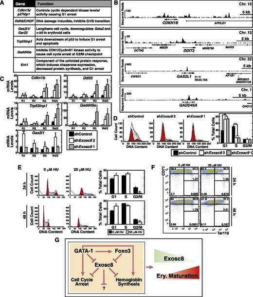 Figure 7. The exosome complex suppresses cell-cycle arrest genes during erythroid maturation. (A) Name and function41-43,45,47,52,61 of genes in “cell cycle arrest” category derived from GO term analysis from GATA-1–activated and Exosc8-repressed genes. (B) ChIP-seq profiles of GATA-1 occupancy at cell-cycle regulatory genes in primary human erythroblasts. All genes were orientated left to right. (C) Real-time RT-PCR analysis of genes in “cell cycle arrest” category upon Exosc8 or Exosc9 knockdown in primary murine erythroid precursor cells under expansion conditions, sorted into distinct, R1, R2, R3, and R4/5 cell populations (mean ± SE; 5 independent experiments). Values were normalized to 18S rRNA and the expression relative to the control R1 population. (D) Flow cytometric cell cycle analysis of primary erythroid precursor cells, within the R3 population, infected with retrovirus expressing control, Exosc8, or Exosc9 shRNA. Representative cell-cycle profile from 2 independent experiments. The percentage of the cell population in each cell cycle stage (mean ± SE; 2 independent experiments). Shaded, S phase; red, G0/G1 or G2/M phase. *P < .05, **P < .01, ***P < .001. (E) Flow cytometric cell cycle analysis of primary erythroid precursor cells treated with 25 μM HU for either 24 or 48 hours. Representative cell-cycle profile. The percentage of the cell population in each cell cycle stage (mean ± SE; 3 independent experiments). Blue, S phase; red, G0/G1 or G2/M phase. (F) Flow cytometric quantitation of erythroid maturation stage by CD71 and Ter119 staining upon 25 μM HU treatment of 24 or 48 hours in primary erythroid precursor cells. Representative flow cytometry data, with the R1-R5 gates denoted (3 independent experiments). (G) Model of GATA-1/Foxo3 function to overcome the exosome complex–dependent erythroid maturation barricade, which involves multiple alterations in erythroid cell function.