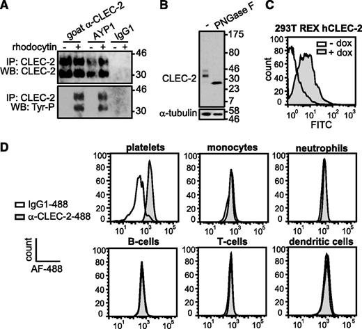 Figure 1. AYP1 recognizes CLEC-2 on human platelets. (A) Washed platelets were incubated for 5 minutes at 37°C under stirring conditions in the absence and presence of 100 nM rhodocytin, followed by lysis and immunoprecipitation with 2 µg/mL of goat α-human CLEC-2 (previously characterized antibody), AYP1, or IgG1 coupled to protein-G sepharose. Proteins were separated on a 12% SDS-PAGE gel under reducing conditions, transferred onto a polyvinylidene difluoride membrane, and probed with AYP2. Membranes were subsequently stripped and reprobed with α-phosphotyrosine antibody 4G10. (B) Deglycosylation reduces CLEC-2 to a single band. Lysates of resting platelets were incubated in the absence or presence of peptide-N-glycosidase F (PNGase F), probed with AYP2, and stripped and reprobed with an antibody against α-tubulin. (C) Analysis of AYP1 binding to 293T Rex cells with doxycycline-inducible protein expression of CLEC-2. Cells were incubated in the absence or presence of 1 µg/mL of doxycycline for 24 hours, and AYP1 binding was determined by flow cytometry using a fluorescein isothiocyanate (FITC)-conjugated sheep α-mouse secondary antibody. (D) Flow cytometric analysis of CLEC-2 on platelets and leukocytes. Platelets and leukocytes were isolated and incubated with saturating concentrations of either Alexa Fluor-488 (AF-488) conjugated α-CLEC-2 antibody AYP1 or isotype-matched control for 30 minutes at room temperature (platelets) or on ice (leukocytes) and analyzed immediately. Leukocyte subset discrimination is described in the supplemental Methods and the gating strategy is shown in supplemental Figure 1A. Data are representative of ≥3 independent experiments.