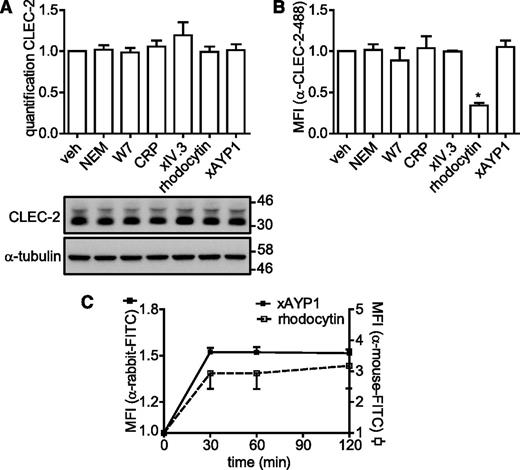 Figure 4. CLEC-2 is not shed or internalized following activation. (A-B) Washed platelets were incubated with vehicle control (veh; dimethylsulfoxide), NEM (2 mM), W7 (150 µM), CRP (10 µg/mL), IV.3 Fab (5 µg/mL) cross-linked with 20 µg/mL α-mouse Fab-specific F(ab)2 fragments (xIV.3), rhodocytin (100 nM), or AYP1 Fab (2.5 µg/mL) cross-linked with 20 µg/mL α-mouse Fab-specific F(ab)2 fragments (xAYP1) for 1 hour at 37°C. (A) Platelet lysates were blotted and probed with AYP2. Membranes were subsequently stripped and reprobed with an antibody against α-tubulin. Quantification is presented as the mean ratio of treated over control platelets (n = 3). (B) Flow cytometric analysis of the surface expression of CLEC-2. After treatment, platelets were incubated with Alexa Fluor 488-conjugated AYP1 for 15 minutes at 37°C and immediately analyzed. Alexa Fluor 488-conjugated AYP1 Fab was used to assess CLEC-2 expression after AYP1 Fab cross-linking. (C) Analysis of surface-bound rhodocytin and cross-linked AYP1 Fab. Washed platelets were incubated with rhodocytin or xAYP1 for indicated times at 37°C. Surface-bound rhodocytin was determined by incubation with rabbit α-rhodocytin antibody, followed by incubation with F(ab)2 fragments of FITC-conjugated swine α-rabbit IgG. Surface-bound xAYP1 was assessed by incubation with F(ab)2 fragments of polyclonal FITC-conjugated sheep α-mouse IgG. Data are presented as the ratio of MFI of treated over control platelets (n = 5).