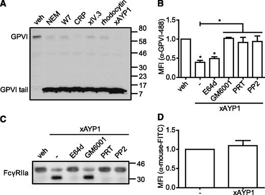 Figure 5. Activation of CLEC-2 leads to proteolytic cleavage of GPVI and FcγRIIa. (A) Washed platelets were incubated with vehicle control (veh; dimethylsulfoxide), NEM (2 mM), W7 (150 µM), CRP (10 µg/mL), IV.3 Fab (5 µg/mL) cross-linked with 20 µg/mL α-mouse Fab-specific F(ab)2 fragments (xIV.3), rhodocytin (100 nM), or AYP1 Fab (2.5 µg/mL) cross-linked with 20 µg/mL α-mouse Fab-specific F(ab)2 fragments (xAYP1) for 1 hour at 37°C. Platelet lysates were blotted and probed with an antibody against the cytoplasmic tail of GPVI, which detects both full-length and the cytoplasmic tail remnant of GPVI. The blot is representative for ≥3 independent experiments. (B) Flow cytometric analysis of the surface expression of GPVI. Washed platelets were preincubated with the calpain inhibitor E64d (100 µM), the metalloproteinase inhibitor GM6001 (100 µM), the Syk inhibitor PRT-060318 (PRT; 5 µM), or the Src family kinase inhibitor PP2 (20 µM) for 10 minutes at room temperature, followed by incubation with AYP1 Fab (2.5 µg/mL) cross-linked with 20 µg/mL α-mouse Fab-specific F(ab)2 fragments (xAYP1) for 15 minutes at 37°C. After treatment, platelets were incubated with Alexa Fluor 488-conjugated α-GPVI antibody 1G5 for 15 minutes at 37°C and immediately analyzed. (C) Washed platelets incubated under the conditions of B were blotted and probed with mouse α-human FcγRIIa-biotin. The blot is representative for ≥3 independent experiments. (D) Flow cytometric analysis of FcγRIIa surface expression on platelets after AYP1 Fab cross-linking. Data are presented as the ratio of MFI of treated over control platelets (n = 3).