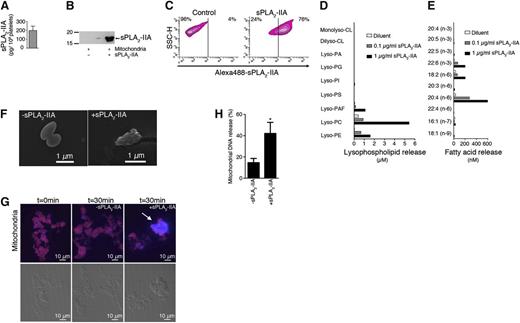 Figure 4. The mitochondrion is a substrate for the bactericidal sPLA2-IIA. (A) Quantification of sPLA2-IIA in human platelets by time-resolved immunofluorescence (n = 3; data are mean ± SEM). (B) sPLA2-IIA immunoblotting of mitochondria isolated with anti-TOM22 microbeads reveals binding of human recombinant sPLA2-IIA to mitochondria (supplemental Figure 3). (C) Mitochondria were incubated in (left) the absence or (right) presence of Alexa488-conjugated sPLA2-IIA and analyzed by hs-FCM. The significant shift in the fluorescent population size (right) indicates that sPLA2-IIA binds mitochondria. (D-E) Catalytic activity of human recombinant sPLA2-IIA (or PBS as vehicle) toward mitochondria. Mitochondrial membrane phospholipid hydrolysis by sPLA2-IIA yields (D) lysophospholipids and (E) fatty acids as quantified by mass spectrometry. (F) sPLA2-IIA affects mitochondrial structural integrity. Scanning electronic micrographs of mitochondria incubated in the (left) absence or (right) presence of human recombinant sPLA2-IIA. (G) Mitochondria (magenta) release mtDNA (blue) on incubation with recombinant sPLA2-IIA (upper panels). Extracellular mtDNA accumulation (arrow) is apparent in the presence of sPLA2-IIA. Differential interference contrast images are shown for reference (lower panels). (H) mtDNA extrusion is amplified in presence of human recombinant sPLA2-IIA (0.2 μg/mL, 30 minutes at 37°C), as quantified by Sytox Green nucleic acid stain assay (n = 6; data are mean ± SEM, *P < .05, Student t test).