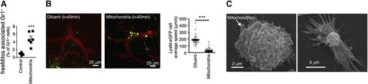 Figure 5. Extracellular mitochondria interact with neutrophils. (A) Intravenously injected fluorescence-labeled mitochondria (MitoTracker Deep Red) associate with mouse neutrophils (Gr1+ cells) in vivo as measured by flow cytometry (n = 6; data are mean ± SEM, ***P < .001, Student t test). (B) Intravenous injection of mitochondria induces neutrophil rolling in LysM-eGFP mice. (Center and right) Neutrophil (green) velocity is significantly reduced (n = 89; supplemental Movie 3) in blood (red) following intravenous injection of mitochondria compared with (left) Tyrode buffer as vehicle (n = 51; data are mean ± SEM, ***P < .001, Student t test) (C) Scanning electronic micrographs of mitochondria in association with (left) freshly isolated human neutrophil and (right) ensuing neutrophil structural change (29.2 ± 2.11%, n = 3) after a 30-minute incubation in the presence of human recombinant sPLA2-IIA.