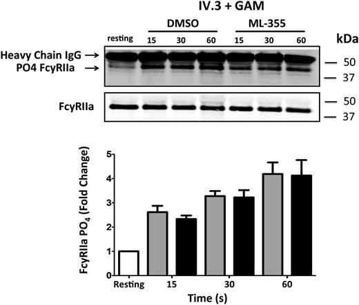Figure 5. The role of 12-LOX in regulating the FcγRIIa signaling complex. Washed human platelets were treated with ML355 (20 μM) or vehicle control prior to stimulation by crosslinking (IV.3 + GAM). Immunoprecipitation of FcγRIIa was conducted at 15, 30, and 60 seconds post-crosslinking, and phosphorylation of FcγRIIa was measured via western blot. The bar graph shows immunoprecipitated FcγRIIa that had been treated with DMSO or ML355 following FcγRIIa crosslinking and was assessed for phosphorylation (n = 7). Error bars indicate SEM.