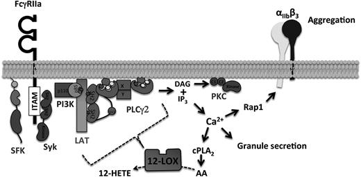 Figure 7. Schematic model of 12-LOX role in the regulation of FcγRIIa pathway. 12-LOX regulates early PLCγ2 activation mediated by FcγRIIa stimulation, which is essential for full calcium release in the platelets. Calcium flux is required for cPLA2 activity to generate free fatty acids, such as AA. Subsequently, Rap1 activation is also dependent on 12-LOX activity in order to activate integrin αIIbβ3 for platelet aggregation.