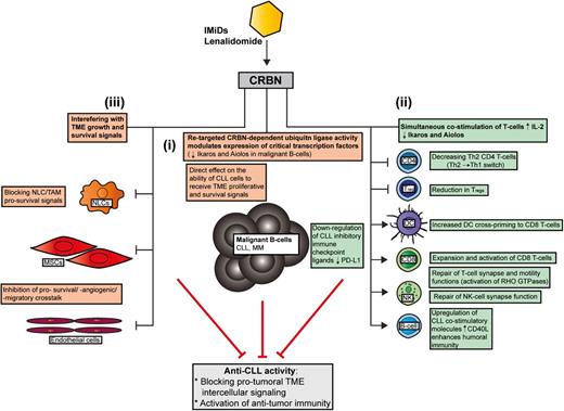 Figure 1. How lenalidomide targets the CLL TME. In contrast to conventional targeted drugs, lenalidomide seems to exert most of its anti-CLL activity by interfering with protumoral TME interactions rather than directly targeting prosurvival signaling in the tumor clone itself. Recent MOA data have shown that the IMiD lenalidomide binds to the protein CRBN, which modulates its substrate recognition and augments the ubiquitylation and degradation of critical transcription factors in lymphocytes. Ikaros (IKZF1) and Aiolos (IKZF3) are the downregulated targets in MM that cause direct malignant B-cell toxicity. Whether these transcription factors are targeted by lenalidomide in the diverse cellular components of the CLL TME remains to be investigated. This IMiD retargeted CRBN-dependent ubiquitin ligase activity simultaneously alters malignant B-cell and nonmalignant T-cell function. (i) Emerging data have shown that a retargeted CRBN complex directly inhibits TME-mediated proliferation signaling in CLL B cells that is associated with reduced expression of IKZF1 and IKZF3 in common with myeloma. (ii) Importantly, degradation of Ikaros and Aiolos in T cells stimulates IL-2 secretion that enhances immune function. Lenalidomide has been shown to effectively reverse tumor-induced immune suppression/privilege. Immunomodulatory MOA includes: promoting a Th2 to Th1 CD4+ T-cell switch, downregulating immunosuppressive signaling axes (eg, PD:L1:PD1) while enhancing costimulatory molecules that positively regulate antitumor CD8+ T-cell function and the induction of humoral immunity (residual normal B cells). CRBN-dependent activation of RHO GTPase activation signaling and cytoskeletal signaling repairs T-cell lytic immune synapse and motility function. (iii) Lenalidomide also modulates tumor-educated stromal cells (TAMs/NLCs and MSCs) in the TME that block essential survival signals for the expanding malignant B-cell clone. MM, multiple myeloma.