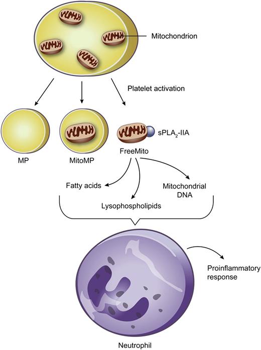 Schematic summary of the biological activities of platelet mitochondria. See Figure 7D in the article by Boudreau et al that begins on page 2173.
