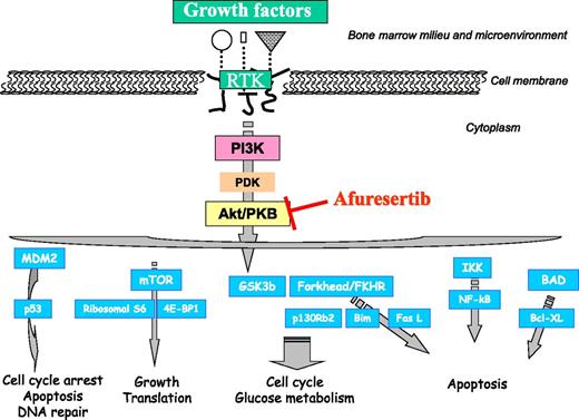 Akt signaling is pleiotropic but nonetheless key to tumor cell homeostasis. This figure has been adapted with permission from Vivanco and Sawyers.6