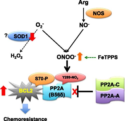 ROS generation begins with the formation of O2−, which is produced by 1-electron reduction of molecular oxygen (O2). The first line of cellular defense against high O2− levels is dismutation of O2− into O2 and H2O2 by SOD. In the presence of nitric oxide (NO), O2− can more rapidly react with NO than with SOD to form ONOO−, a highly reactive ROS species. In lymphoma cells, downregulation of SOD1 expression increases intracellular ONOO− formation by reacting with NO, which is formed from arginine by NOSs. ONOO− can nitrate Y289 of B56 and leads to the dissociation of the PP2A-AC heterodimer from the Bcl-2–bound B56δ subunit of PP2A, resulting in the enhanced phosphorylation of Bcl-2 S70. This may confer resistance to drug-induced cell death. NOS, NO synthase.