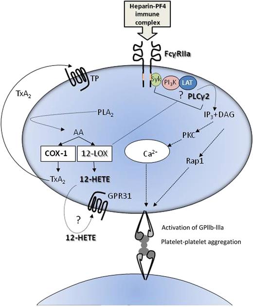Possible roles of 12-LOX in platelet activation through FcγRIIa. 12-LOX may enhance platelet activation induced by ligation of FcRγIIa through either 12-HETE generated from AA, through its receptor GPR31, or via an interaction involving PLCγ2 and/or upstream signaling and adaptor molecules such as Syk (spleen tyrosine kinase), PI3K (phosphinositide 3-kinase), and LAT (linker for activation of T cells). DAG, diacyl glycerol; IP3, inositol triphosphate; PLA2, phospholipase A2.