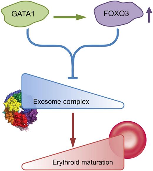 Schematic model of GATA1/Foxo3-exosome complex network. Exosome complex components create an erythroid barricade at the early stage of erythropoiesis. During the process of GATA1/Foxo3-induced erythroid maturation, GATA1 directly upregulates Foxo3 and functions together to repress the expression of exosome complex components, thus abrogating the blockade and allowing the erythroid maturation to proceed. The figure has been adapted from Figure 7 in the article by McIver et al that begins on page 2285.