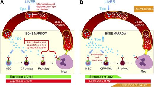 Model for the regulation of megakaryopoiesis and platelet numbers by Tpo. (A) Normal steady-state situation. Tpo (blue circles) is produced in the liver at a constant rate and reaches the bone marrow via the blood stream. Tpo enters the bone marrow microenvironment and binds to its receptor, Mpl (drawn in red), that is expressed on HSCs and megakaryocytic progenitors. Signaling requires the presence of Jak2 (green circles) and results in expansion of the HSCs and megakaryocytic progenitor pool. The megakaryocytic differentiation and polyploidization begins at the stage of promegakaryoblasts (pro-Meg) and ends with fully differentiated megakaryocytes (Meg), which deliver platelets (PLT) to the lumen of the blood vessels (yellow arrow). The bone marrow cells that express Mpl and platelets bind, internalize, and degrade Tpo, thereby lowering the available Tpo. (B) Megakaryocyte and platelet-specific knockout of Jak2. Expression of Cre-recombinase driven by the Pf4 regulatory elements begins in late megakaryocytic progenitors and deletes Jak2 in megakaryocytes and platelets. Mpl expression remains normal throughout megakaryopoiesis, but Tpo cannot signal in late megakaryopoetic cells or platelets. Mpl without Jak2 cannot efficiently remove and degrade Tpo. As a consequence, more Tpo is available in the bone marrow, leading to an expansion of HSCs, early megakaryocyte-biased progenitors, and colony-forming unit Meg. Thrombocytosis is observed in the peripheral blood.