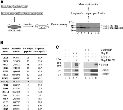 Figure 1. UBAP2L is a novel BMI1-interacting protein. (A) Strategy for large-scale purification of BMI1-containing protein complexes using a Tet-On system to induce expression of BMI1-PC-Flag. *The clone used to perform complex purification. (B) Proteins identified by MS in eluates from Flag-resin following complex purification. PcG proteins are in bold. Three independent experiments were performed and results from a representative experiment are shown. Proteins identified with a minimum of 2 unique peptides and present in at least 2 of the 3 experiments were included in the table (false discovery rate <1%). UBAP2L was found in all 3 experiments. (C) Immunoprecipitations performed using extracts from HEK 293 control or Flag-UBAP2L–expressing cells. The antibodies used to perform the immunoprecipitations (top right) and the immunoblottings (bottom right) are indicated. *The position of full-length UBAP2L protein.