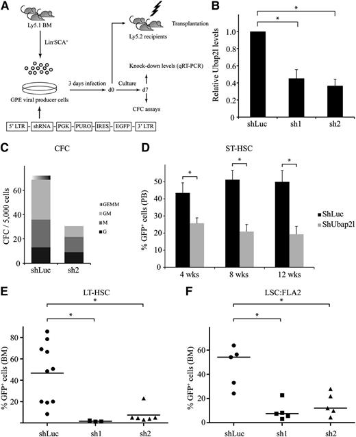 Figure 3. shRNA-mediated Ubap2l downregulation results in reduced progenitor and HSC activity. (A) Schematic representation of the shRNA-mediated gene knockdown approach. (B) Ubap2l knockdown levels in Lin−SCA1+ cells infected with 2 different shRNAs targeting Ubap2l (sh1 and sh2) as determined by qRT-PCR. The values for Ubap2l mRNA levels are expressed relative to Tbp and Hprt. The average of 2 independent experiments is presented with the standard error of the mean. The values for shLuc were set to 1. *Statistically significant differences (shLuc vs sh1: P = .0060, shLuc vs sh2: P = .0011). (C) CFC content of Lin−SCA1+ cells infected with sh2 determined by morphological analysis at day 7 of the culture. Colonies were grown in the presence of puromycin. Representative of 2 independent experiments performed in duplicate. (D) Reconstitution activity of Lin−SCA1+ cells infected with the different Ubap2l shRNAs (see panel B) as assessed by the percentage of GFP+ cells in the peripheral blood of the recipients 4, 8, and 12 weeks posttransplantation. The average of 2 independent experiments (n = 6-9 mice per condition) is shown with the standard error of the mean. Results for sh1 and sh2 were combined. *Statistically significant differences (4 weeks: P = .0154, 8 weeks: P = .0006, 12 weeks: P = .0017). (E) GFP levels in BM of mice transplanted with Lin−SCA1+ cells expressing sh1 and sh2 16 weeks posttransplantation. The average of 2 independent experiments is presented with the standard error of the mean. *Statistically significant differences (shLuc vs sh1: P = .0210, shLuc vs sh2: P = .0053). (F) Effect of sh1 and sh2 on the repopulation activity of FLA2 leukemia cells as determined by the percentage of GFP+ cells in recipients’ BM when signs of leukemia appearance was noted. Representative of 2 independent experiments with the mean of 5 mice per condition shown with the standard error of the mean. *Statistically significant differences (shLuc vs sh1: P = .0021, shLuc vs sh2: P = .0070).