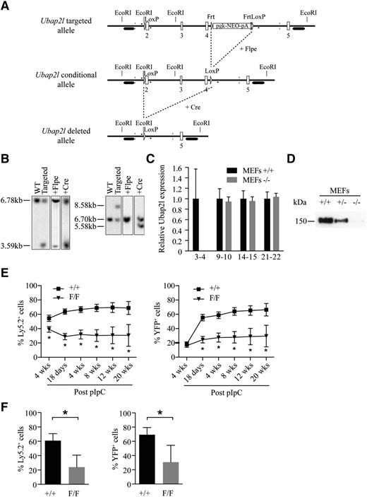 Figure 4. Conditional Ubap2l deletion results in loss of HSC activity. (A) Targeting strategy to generate the conditional and knockout Ubap2l mice. 2-5, Ubap2l exons; LoxP, Cre-recombinase recognition site; Frt, Flpe recombinase recognition site; Neo, neomycin selection cassette. (B) Southern blot analysis of genomic DNA isolated from selected ES clones to confirm the proper targeting of the Ubap2l locus. The introduction of an extra EcoRI site located immediately before the 5′ LoxP site allowed for the detection of an additional genomic restriction fragment of 3.59 kb when using radiolabeled probe hybridizing to a region located upstream of the targeted region (left panel). The correct recombination of the targeted region was verified at the 3′ end by the detection of a 8.58-kb fragment corresponding to the insertion of the FRT-pgk-NEO-pA-FRT-LoxP cassette using a probe hybridizing downstream of the targeted region (right panel). Single integration of the targeting fragment was confirmed by the detection of the same band using a NEO probe (data not shown). Efficient recombination between the LoxP and FRT sites was monitored in ES clones after transfection with either Flpe- or Cre-expressing plasmid by the detection of restriction fragments of the appropriate length using the indicated probes. (C) Relative Ubap2l mRNA expression in MEFs. 3-4, 9-10, 14-15, and 21-22 refer to the exons targeted by the primers used for qRT-PCR. The values are expressed relative to Hprt. The average of 3 independent experiments is presented with the standard deviation. The values for MEFs +/+ were set to 1. (D) Western blot validating the absence of UBAP2L protein in Ubap2l−/− MEFs. (E) Competitive repopulation activity of conditional Ubap2l knockout BM in recipient’s peripheral blood at different time points (4 weeks posttransplantation and 18 days, 4 weeks, 8 weeks, 12 weeks, 16 weeks, and 20 weeks post-pIpC treatment). Shown are means with standard deviation (n = 15 mice per genotype). The Mann-Whitney test was used for statistical analysis. *P < .05. (F) Competitive repopulation activity of conditional Ubap2l knockout BM in recipient’s BM 28 weeks post-pIpC treatment. Shown are means with standard deviation (n = 6 mice per genotype). The Mann-Whitney test was used for statistical analysis. *P < .05.