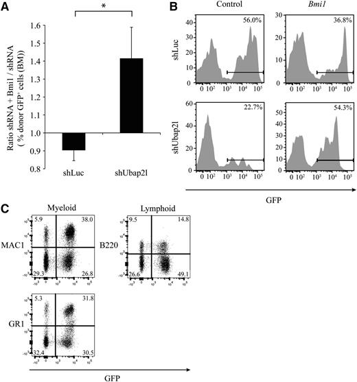 Figure 5. Bmi1 rescues the long-term repopulation defect caused by Ubap2l knockdown. (A) Effect of Bmi1 overexpression on the reconstitution activity of Lin−SCA1+ cells infected with shLuc or shUbap2l, 16 weeks posttransplantation. Shown is the average of 2 independent experiments with 3 different infections (n = 13 mice per condition) with the standard error of the mean. *Statistically significant difference (P = .0486). (B) Representative FACS profiles of donor cells in recipient’s BM 16 weeks posttransplantation of Lin−SCA1+ cells infected with different combinations of shUbap2l and Bmi1 cDNA. (C) Assessment of the contribution of rescued shUbap2l + Bmi1 BM cells (GFP+) to myeloid and lymphoid populations 16 weeks posttransplantation as determined by FACS using MAC1 and GR1, and B220 antibodies, respectively. The results are from 1 mouse and are representative of all rescued BM analyzed. FACS, fluorescence-activated cell sorting.