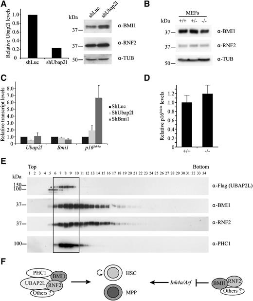 Figure 6. UBAP2L does not affect BMI1 and RNF2 protein levels, and p16Ink4a expression, and forms a distinct PcG complex with BMI1. (A) Effect of Ubap2l silencing on BMI1 and RNF2 protein levels in Lin− cells. Following infection of Lin− cells with shUbap2l, GFP+ cells were sorted. Ubap2l knockdown was determined by qRT-PCR (left panel). The values for Ubap2l mRNA levels are expressed relative to Hprt with the standard error of the mean shown and the value for shLuc was set to 1. BMI1 and RNF2 protein levels were monitored by western blotting (right panel). (B) Effect of Ubap2l deletion on BMI1 and RNF2 protein levels determined by western blotting in Ubap2l+/+, Ubap2l+/−, and Ubap2l−/− MEFs. (C) Impact of Ubap2l knockdown on p16Ink4a levels. Lin−SCA1+ cells were infected with shUbap2l or shBmi1 and the mRNA levels of p16Ink4a were determined by qRT-PCR immediately after infection. For all genes, the values are expressed relative to Hprt and the value for shLuc was set to 1. The average of 2 infections is shown with the standard error of the mean. Representative of 2 independent experiments. (D) Effect of Ubap2l deletion on p16Ink4a levels. p16Ink4a mRNA levels were determined by qRT-PCR in Ubap2l+/+ and Ubap2l−/− MEFs. The values are expressed relative to Hprt and the value for Ubap2l+/+ MEFs was set to 1. Shown are results for MEFs from 1 Ubap2l−/− mouse with the standard error of the mean. Representative of 2 independent experiments. (E) Identification of a BMI1 PcG subcomplex containing UBAP2L. HEK 293 cells were transfected with Flag-UBAP2L and cell extracts were fractionated on glycerol gradients. The presence of Flag-UBAP2L, BMI1, RNF2, and PHC1 in the fractions of the gradient was determined by western blotting with the antibodies indicated to the right. *The position of full-length Flag-UBAP2L protein. (F) Model for the role of UBAP2L in the regulation of HSC activity.
