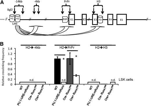 Figure 2. Runx site mutation leads to loss of URE-proximal promoter interaction in HSCs and/or progenitors. (A) Simplified scheme of the PU.1 gene indicating the positions of homology regions (H1-H3), the −14kb URE, proximal promoter (PrPr), exon 1 through exon 5 (E1-E5), and Bgl2 restriction sites (vertical arrows) for quantitative 3C. The genomic region at −4kb was used as control. (B) Quantitative 3C demonstrates a loss of URE-PrPr interaction in mice with disrupted Runx binding sites (PU.1-URE-mRunx) and a significant loss after induced Runx1 deletion in LSK cells. After crosslinking and Bgl2 digestion, ligated DNA was purified, and interactions of the H2 region with indicated genetic locations was measured by TaqMan PCR and calibrated with an intergenetic DNA amplicon. Graphs represent the results of 4 independent quantitative TaqMan PCR experiments (average + SD; *P < .05). Crosslinking efficiencies are shown as relative values to H2-PrPr interactions of WT and Cre-Runx1fl/fl, respectively. n.d., not detectable.
