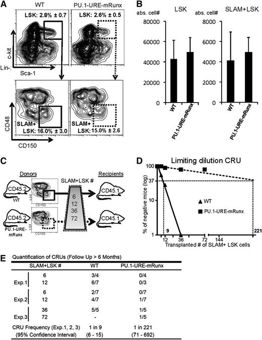 Figure 3. Runx binding site mutation leads to reduced numbers of functional HSCs. (A-B) Phenotypic HSCs are unaltered in PU.1-URE-mRunx mice compared with WT (4 months). (A) Flow cytometry of bone marrow samples demonstrating the average percentage ± SD of LSK cells (from lineage-negative population) and the average percentage ± SD of SLAM+ LSK cells (from LSK population). (B) Total number of LSK and SLAM+ LSK cells in bone marrow (average + SD of 1 femur and 1 tibia; n = 5). (C) Experimental scheme of the limiting dilution competitive repopulation unit (CRU) assay. Indicted numbers of isolated SLAM+ LSK cells of WT or PU.1-URE-mRunx mice (CD45.2) were transplanted together with 2 × 105 unselected whole bone marrow cells of competitor mice (CD45.1) into lethally irradiated (1300 rads) recipients (CD45.1). (D) Semilogarithmic plot showing the percentage of negative recipients as a function of the number of transplanted SLAM+ LSKs. CRUs are indicated as vertical dashed lines. (E) Table showing the frequency of CRUs and the total number of transplantations per cell dose. Reconstitution was evaluated in blood and bone marrow 6 months after transplantation. Mice with CD45.2 chimerism <0.3% were considered as nonresponders. abs., absolute; Exp., experiment.