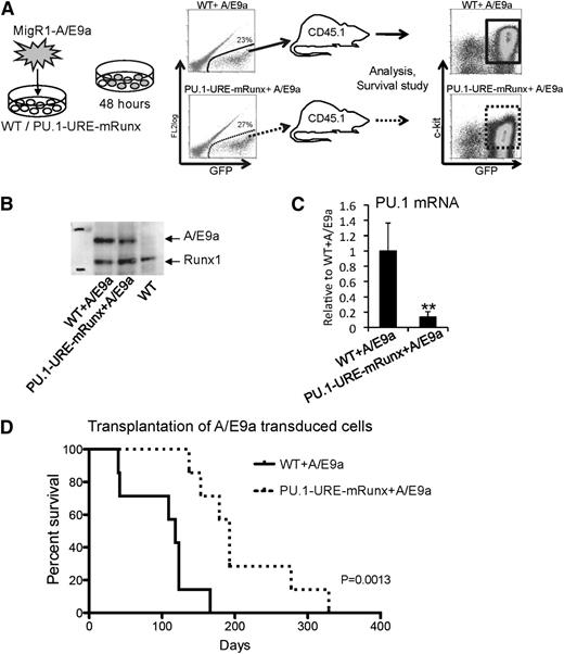 Figure 6. Mutation of Runx binding site leads to delayed onset of AML/ETO9a leukemia. (A) Experimental scheme: E14.5 fetal liver cells (lineage depleted) of PU.1-URE-mRunx and WT mice were retrovirally (MigR1) transduced with the fusion oncogene AML/ETO9a (A/E9a) harboring an eGFP signal. After 48 hours, GFP+ cells were isolated and transplanted into CD45.2 recipient mice (n = 7). Development of leukemia and survival were monitored. Moribund mice were taken for analysis. (B) Representative immunoblot demonstrating stable A/E9a protein expression in leukemic samples (spleen) of A/E9a recipients. (C) PU.1 mRNA levels of leukemic (c-kit+, GFP+) cells. Shown are average levels ± SD relative to WT + A/E9a. n = 4; **P < .01. (D) Kaplan-Meier survival analysis of recipients receiving either WT or PU.1-URE-mRunx cells transduced with A/E9a (n = 7; P = .0013).