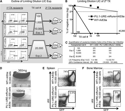 Figure 7. Runx site mutation loss of AML/ETO9a leukemic stem cells. (A) Experimental outline: WT + A/E9a and PU.1-URE-mRunx + A/E9a leukemic cells from moribund primary recipients (see Figure 6 and supplemental Figure 5) were isolated and transplanted as indicated in limiting dilutions to secondary recipients in which development of leukemia was monitored. (B) Logarithmic plot showing the percentage of negative recipients as a function of the dose of transplanted A/E9a leukemia cells. LICs were calculated as for CRUs. (C) Table showing the frequency of LICs and the total number of transplantations per cell dose. Leukemia development was monitored by survival and evaluated in spleen and bone marrow. No GFP+ cells were detectable in bone marrow or spleen of surviving mice after 4 months, which were then considered as nonresponders. (D) Representative picture of a leukemic (WT + A/E9a) and a nonleukemic (PU.1-URE-mRunx + A/E9a) spleen at 4 weeks after transplantation. (E-F) Flow cytometry analysis of spleens shown in (D) and corresponding bone marrows.