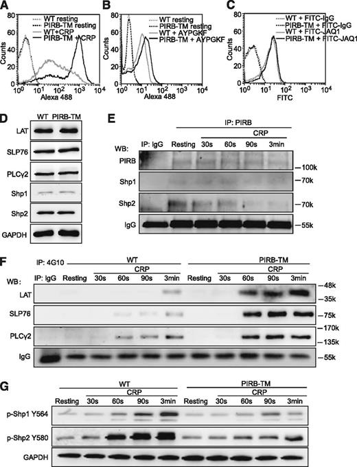 Figure 3. PIRB regulates GPVI-mediated platelet activation. (A) Binding of Alexa 488-Fg to washed WT and PIRB-TM platelets stimulated with 0.5 μg/mL CRP. (B) Binding of Alexa 488-Fg to washed WT and PIRB-TM platelets stimulated with 100 μM PAR4 agonist peptide AYPGKF. (C) Washed WT and PIRB-TM platelets at a concentration of 3 × 107/mL were incubated with FITC-conjugated JAQ1 and FITC-conjugated rat IgG control at 25°C for 30 minutes. The expression levels of GPVI were detected using a flow cytometer. (D) The expression levels of LAT, SLP76, PLCγ2, Shp1, and Shp2 in WT and PIRB-TM platelets were examined by western blotting. GAPDH was used to verify equal gel loading. (E) The goat anti-mouse PIRB polyclonal antibody or goat IgG control was used to immunoprecipitate PIRB from lysate of washed WT platelets stimulated with 0.25 μg/mL CRP for indicated times. The immunoprecipitates were separated by sodium dodecyl sulfate-polyacrylamide gel electrophoresis and blotted with anti-PIRB, anti-Shp1, and anti-Shp2 antibodies for detection of Shp1/2 association with PIRB. IgG was used as a loading control. (F) The immunoprecipitations of tyrosine phosphorylated proteins from the lysates of WT and PIRB-TM platelets were treated with 0.25 μg/mL CRP for the indicated times, followed by the detections of tyrosine phosphorylation of LAT, SLP76, and PLCγ2. IgG was used as a loading control. (G) The time courses of phosphorylation levels of Shp1 Y564 and Shp2 Y580 in washed WT and PIRB-TM platelets in response to 0.25 μg/mL CRP. GAPDH was used to verify equal loading.