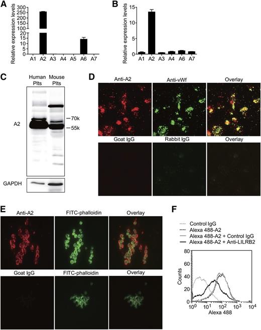 Figure 5. The expression, storage, and secretion of PIRB ligand ANGPTL2 in platelets. (A-B) The relative mRNA levels of ANGPTLs in human and mouse platelets separately (n = 5, mean ± SEM). (C) The expression levels of ANGPTL2 (A2) in human and mouse platelets. (D) Representative images of human platelets adhesion on immobilized Fg immunostained with goat anti-ANGPTL2 (A2, red) and rabbit anti-VWF (green) antibodies. Goat and rabbit IgG were used as negative controls, respectively. (E) Representative images of aggregated human platelets clots were stained with goat anti-ANGPTL2 (red), goat IgG negative control (red), and Alexa 488-phalloidin (green), respectively. (F) The effect of PE-conjugated rat anti-human LILRB2 monoclonal antibody on Alexa 488-conjugated Flag-ANGPTL2 binding to human platelets. PE-conjugated rat IgG was used as a negative control.