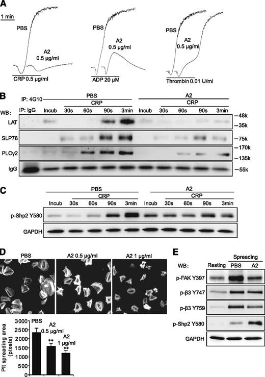 Figure 6. Purified ANGPTL2 inhibits human platelet activation. (A) The inhibitory effects of 0.5 μg/mL ANGPTL2 (A2) on human platelet aggregation in response to 0.5 μg/mL CRP, 20 μM ADP, and 0.01 U/mL thrombin, respectively. (B) The tyrosine phosphorylation time courses of LAT, SLP76, and PLCγ2 in washed human platelets in response to 0.5 μg/mL CRP with PBS control or 0.5 μg/mL ANGPTL2. IgG was used as a loading control. (C) The phosphorylation time courses of Shp2 Y580 in washed human platelets in response to 0.5 μg/mL CRP with PBS control or 0.5 μg/mL ANGPTL2. GAPDH was used to verify equal loading. (D) Representative phalloidin-stained images of washed human platelets spreading on immobilized Fg for 90 minutes in the presence of PBS, 0.5 μg/mL ANGPTL2, or 1 μg/mL ANGPTL2, respectively. Quantification of the areas (pixel number) of 4 random fields per experiment and ≥3 independent experiments were performed. Statistical analyses were performed using the Student t test (mean ± SD; **P < .01). (E) Phosphorylation of FAK Y397, integrin β3 Y747, Y759, and Shp2 Y580 in human platelets spread on Fg with or without 0.5 μg/mL ANGPTL2. GAPDH was used to verify equal loading.