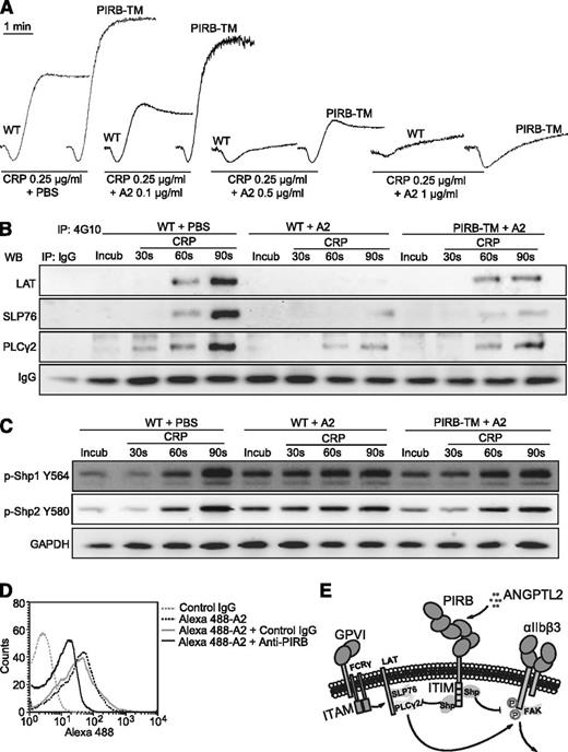 Figure 7. PIRB partially mediates ANGPTL2 elicited inhibition of CRP-induced activation of mouse platelets. (A) Aggregation of washed WT and PIRB-TM platelets in response to 0.25 μg/mL CRP with 0.1, 0.5, or 1 μg/mL ANGPTL2, respectively. (B) The tyrosine phosphorylation time courses of LAT, SLP76, and PLCγ2 in washed WT and PIRB-TM platelets preincubated with 0.5 μg/mL ANGPTL2 in the absence or presence of 0.25 μg/mL CRP. (C) Time course phosphorylation of Shp1 Y564 and Shp2 Y580 in washed WT and PIRB-TM platelets preincubated with 0.5 μg/mL ANGPTL2 in the absence or presence of 0.25 μg/mL CRP. GAPDH was used to verify equal loading. (D) The effects of PerCP-conjugated rat anti-mouse PIRB monoclonal antibody on Alexa 488-conjugated Flag-ANGPTL2 binding to WT mouse platelets. Rat IgG was used as a negative control. (E) A diagram of a plausible explanation for the inhibitory effects of PIRB/ANGPTL2 on platelet activation.